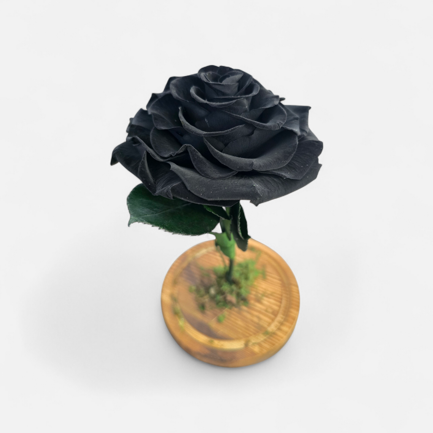 15. Enchanted Rose (recogido en tienda)